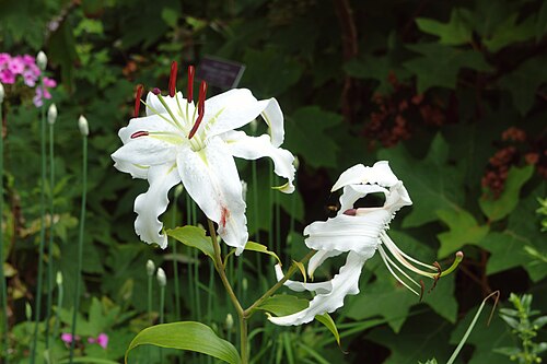 Lilium speciosum: Taken at the New York Botanical Garden.