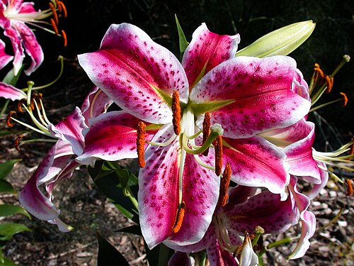 Lilium speciosum: Oriental Lily Uchida