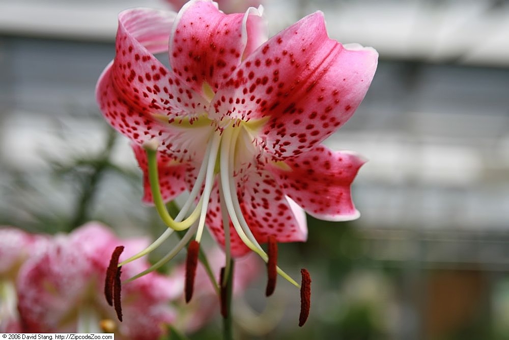 Lilium speciosum: Location taken: American Plant Food Company, 7405 River Road, Bethesda MD.. Names: Lilium speciosum Thunb. var. rubrum , Speciosum Lil Classification: Plantae >