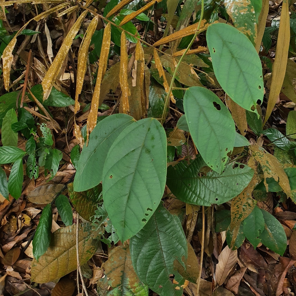 Limacia scandens (Limacia scandens)