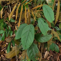 Limacia scandens (Limacia scandens)