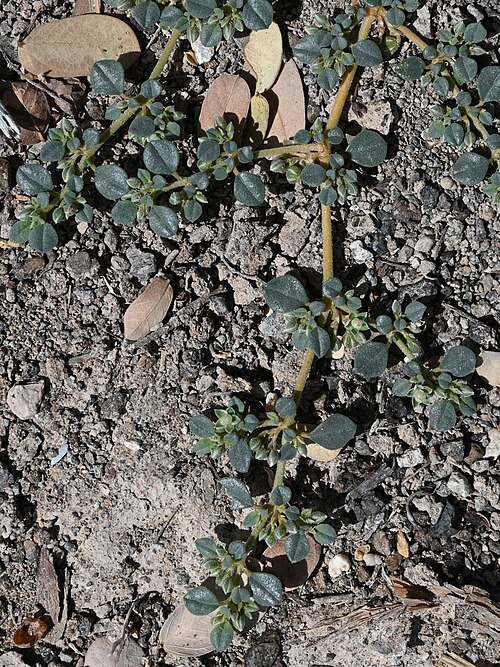 Limeum obovatum: Limeum obovatum SE from Lizq, Ash Sharqiyah North Gov., Oman