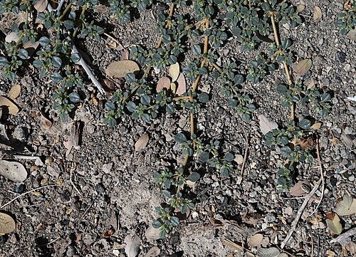 Limeum obovatum: Limeum obovatum SE from Lizq, Ash Sharqiyah North Gov., Oman