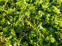 Macoun's meadowfoam (Limnanthes macounii)