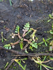 Macoun's meadowfoam (Limnanthes macounii)