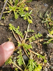 Macoun's meadowfoam (Limnanthes macounii)