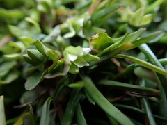 Macoun's meadowfoam (Limnanthes macounii)