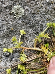 Macoun's meadowfoam (Limnanthes macounii)