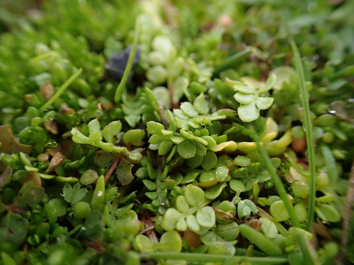 Macoun's meadowfoam (Limnanthes macounii)