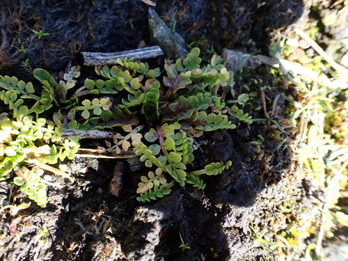Macoun's meadowfoam (Limnanthes macounii)
