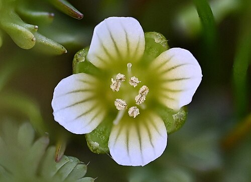 Macoun's meadowfoam: Limnanthes macounii (Macoun's Meadowfoam) in flower in Saanich, British Columbia.