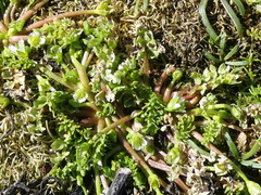 Macoun's meadowfoam (Limnanthes macounii)