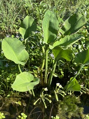 Yellow velvetleaf (Limnocharis flava)