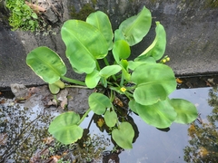 Yellow velvetleaf (Limnocharis flava)