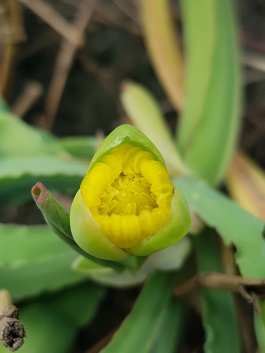 Yellow velvetleaf (Limnocharis flava)
