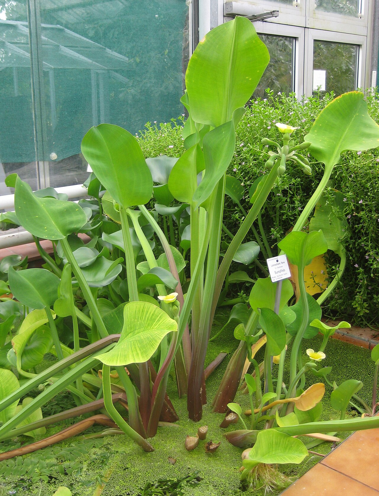 Yellow velvetleaf: Limnocharis flava im Botanischen Garten Dresden