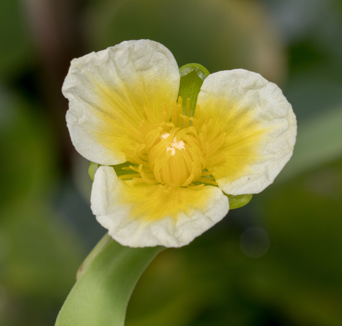 Yellow velvetleaf (Limnocharis flava)