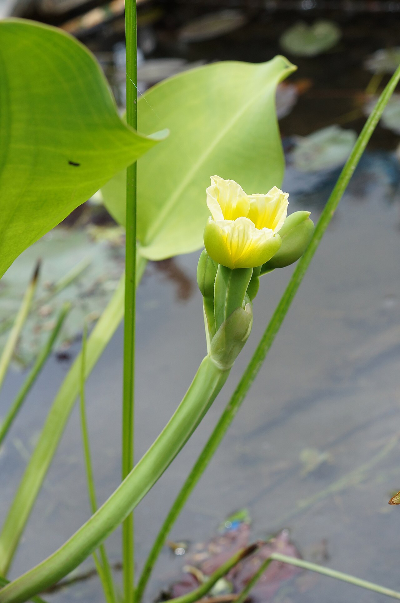 Yellow velvetleaf: Yellow Sawah Lettuce, Yellow Burr Head