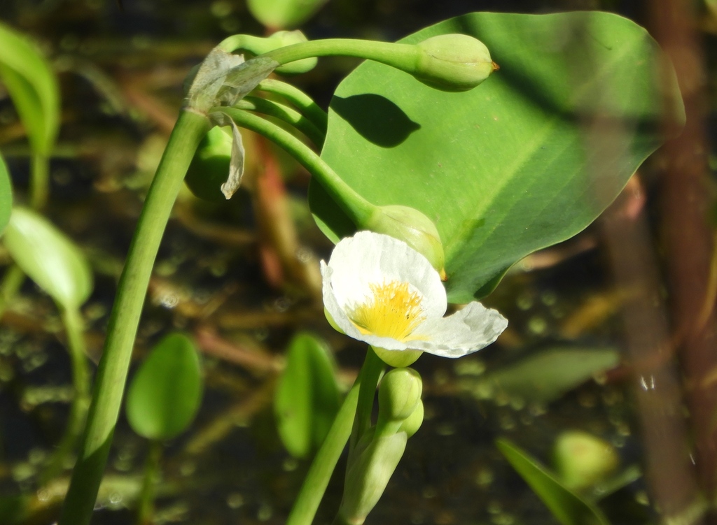 Yellow velvetleaf (Limnocharis flava)