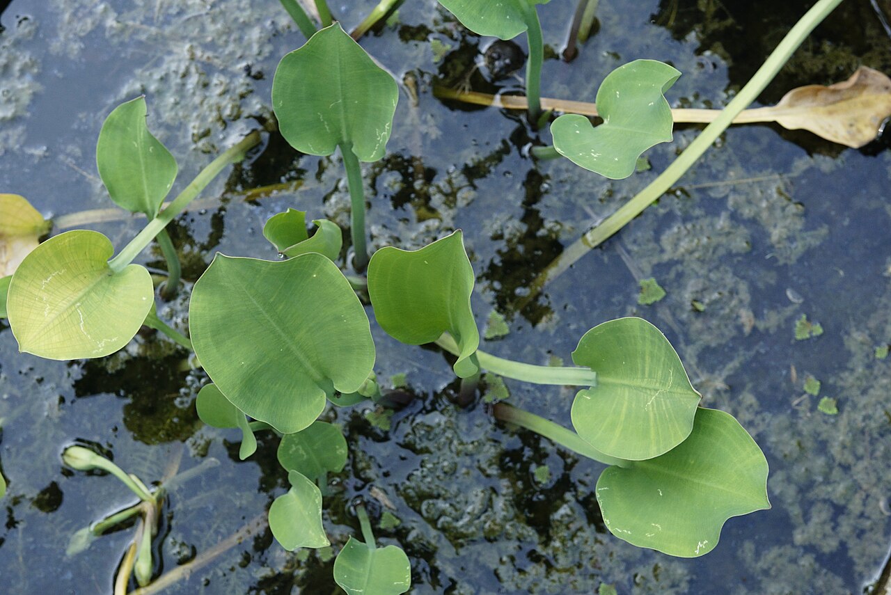Yellow velvetleaf: Flora of Kerala