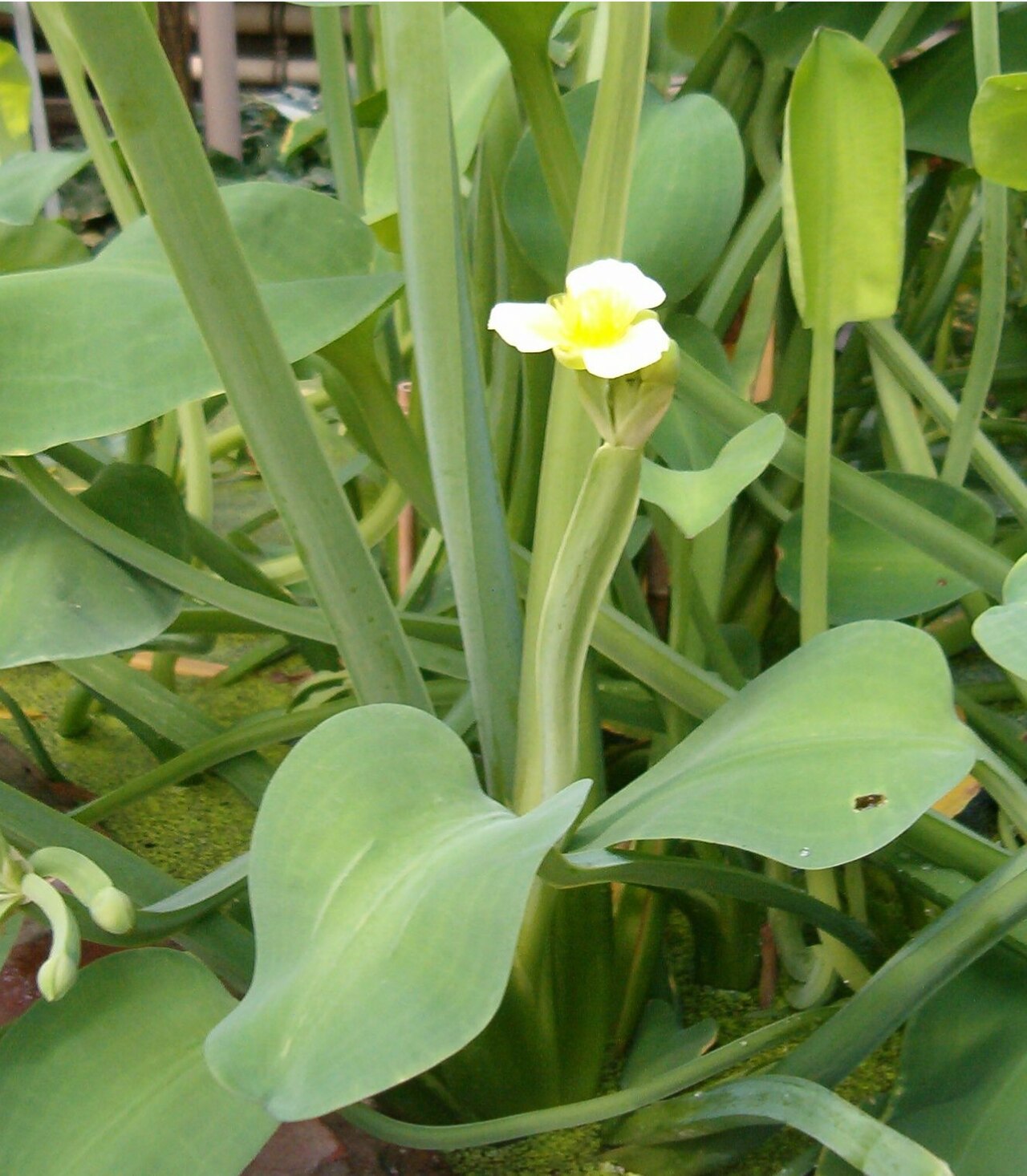 Yellow velvetleaf (Limnocharis flava)