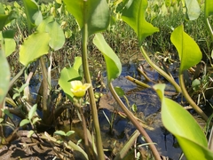 Yellow velvetleaf (Limnocharis flava)