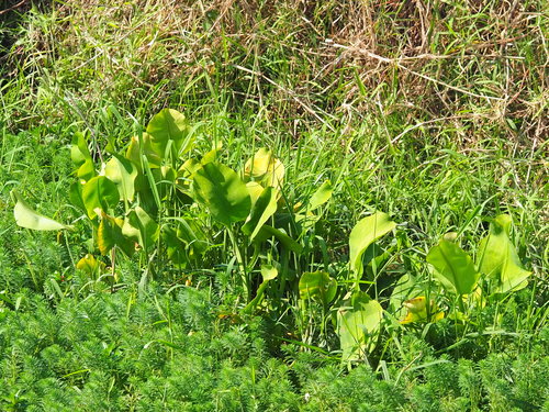 Yellow velvetleaf (Limnocharis flava)