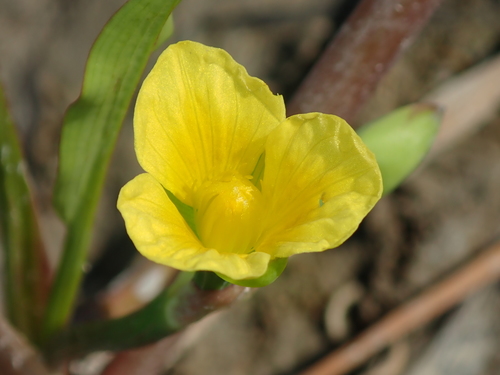 Limnocharis laforestii (Limnocharis laforestii)