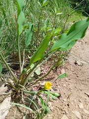 Limnocharis laforestii (Limnocharis laforestii)