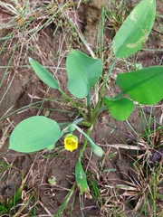Limnocharis laforestii (Limnocharis laforestii)