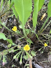 Limnocharis laforestii (Limnocharis laforestii)