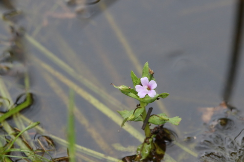 Limnophila (Limnophila aromatica)