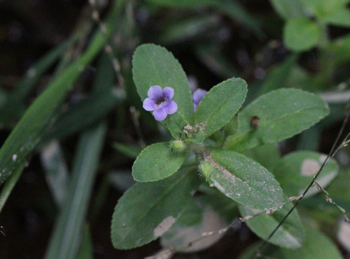 Finger grass (Limnophila chinensis)