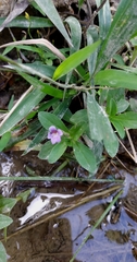 Finger grass (Limnophila chinensis)
