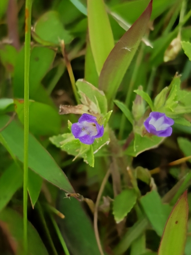 Finger grass (Limnophila chinensis)