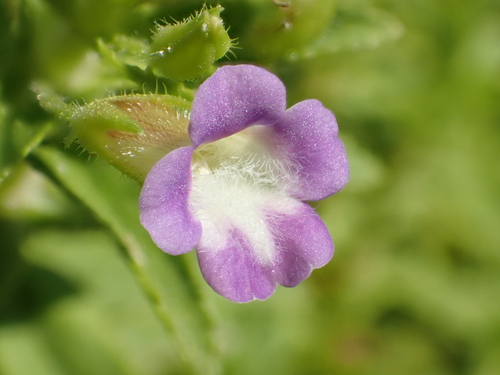 Finger grass (Limnophila chinensis)