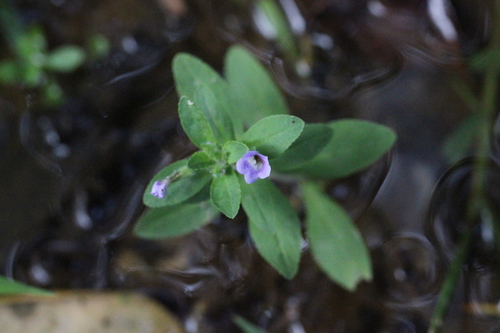 Finger grass (Limnophila chinensis)
