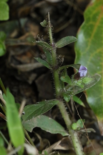 Finger grass (Limnophila chinensis)