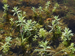 Finger grass (Limnophila chinensis)
