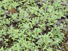 Finger grass (Limnophila chinensis)