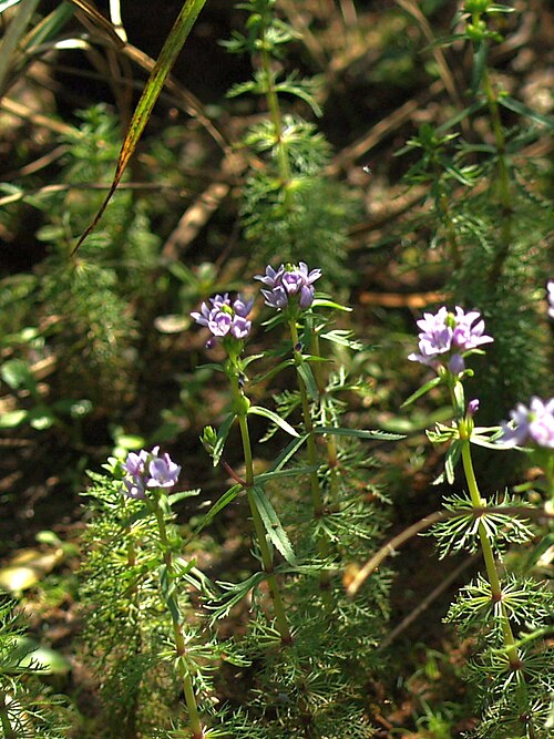 Limnophila heterophylla: Yu Ito (2013d) Aquatic plant surveys in southwestern India. Bulletin of Water Plant Society, Japan 100: 64-68.