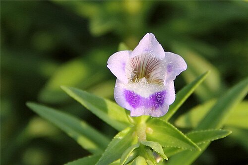 Limnophila heterophylla: I have multi parted and submerged leavers, down to 50cm. I grow pale brown, subglobose capsules, about 2.5mm long. I usually grow in rice fields, brackish water