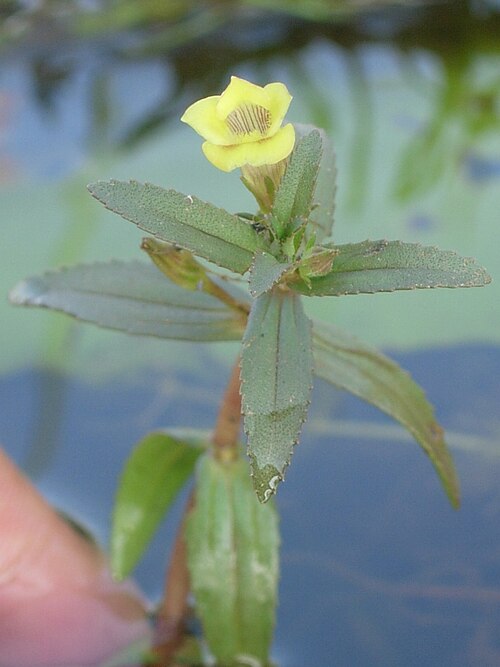Indian marshweed: Yu Ito (2013d) Aquatic plant surveys in southwestern India. Bulletin of Water Plant Society, Japan 100: 64-68.