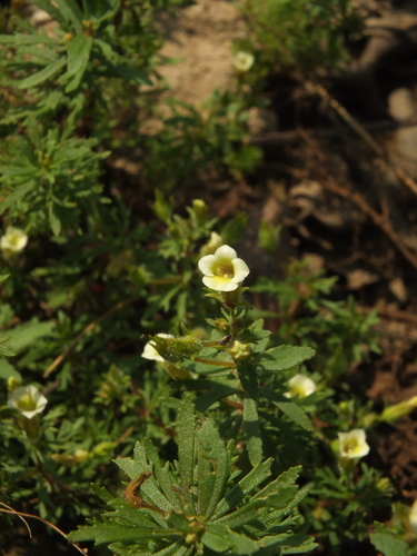 Indian marshweed (Limnophila indica)