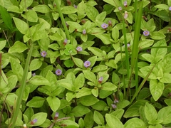 Limnophila rugosa (Limnophila rugosa)