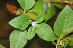 Limnophila rugosa (Limnophila rugosa)