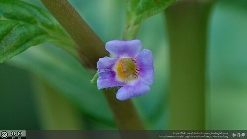 Limnophila rugosa (Limnophila rugosa)