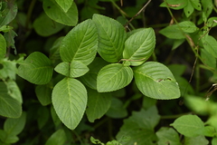 Limnophila rugosa (Limnophila rugosa)