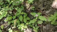 Limnophila rugosa (Limnophila rugosa)