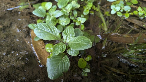 Limnophila rugosa (Limnophila rugosa)